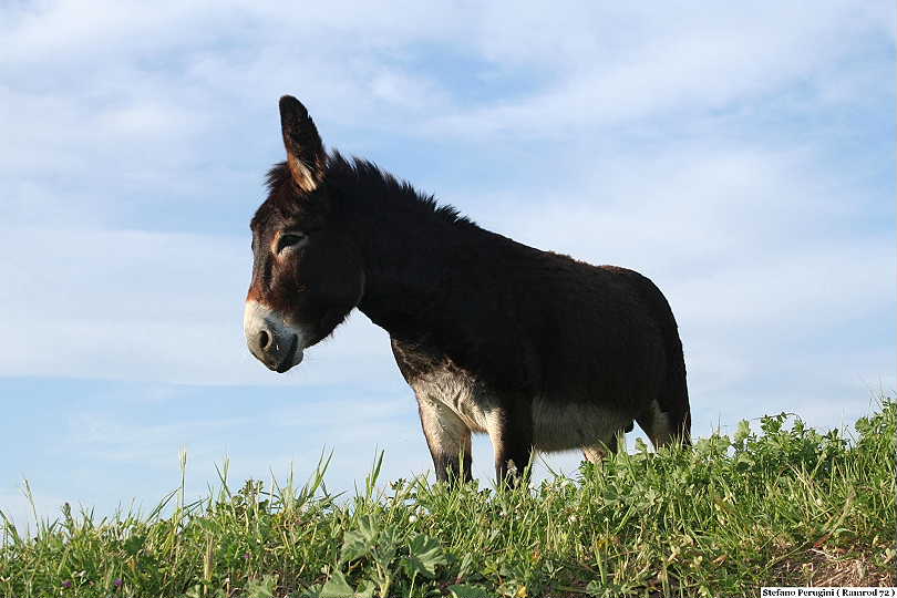 Un Cavallo...No ! ...